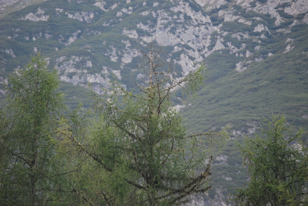 Chi cerca trova